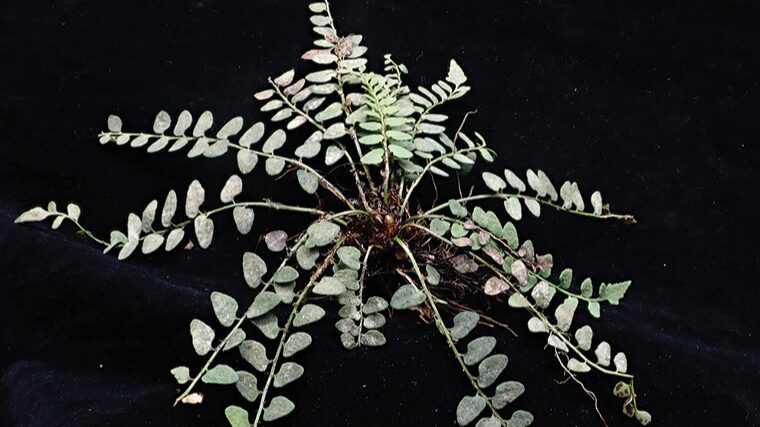 New_Fern_Species_Cyrtomium_adenotrichum_Discovered_in_South_China - Khabar Asia New_Fern_Species_Cyrtomium_adenotrichum_Discovered_in_South_China