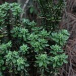 New_Firmoss_Species_in_Southwest_China_Shows_Promise_in_Alzheimer_s_Treatment - Khabar Asia New_Firmoss_Species_in_Southwest_China_Shows_Promise_in_Alzheimer_s_Treatment