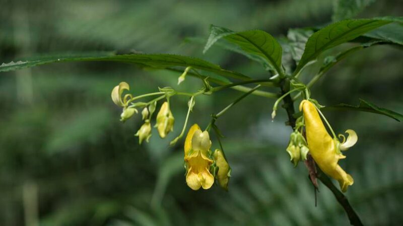 New Flowering Plant Species Discovered in China's Guizhou Province