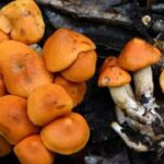 New Fungus Species Discovered in China's Yunnan Province