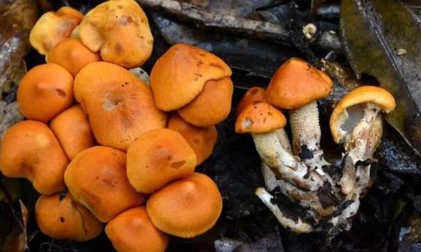 New Fungus Species Discovered in China’s Yunnan Province New Fungus Species Discovered in China's Yunnan Province