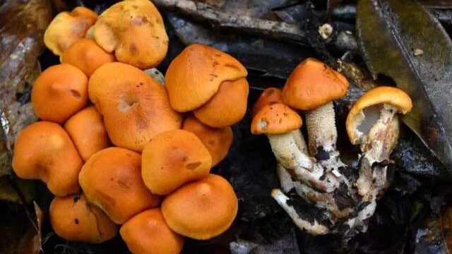 New_Fungus_Species_Discovered_in_Chinas_Yunnan_Province - Khabar Asia New Fungus Species Discovered in China's Yunnan Province