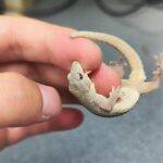 New Gecko Species Gekko kaiyai Discovered in China's Dabie Mountains