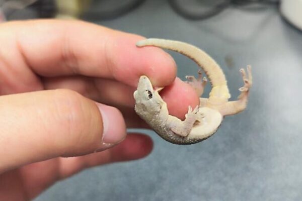 New Gecko Species Gekko kaiyai Discovered in China’s Dabie Mountains New Gecko Species Gekko kaiyai Discovered in China's Dabie Mountains