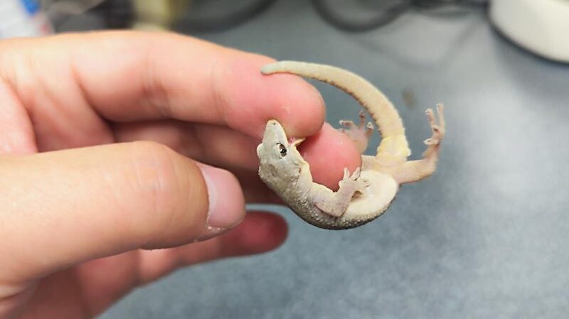New Gecko Species Gekko kaiyai Discovered in China's Dabie Mountains