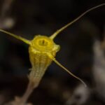 New_Golden_Goblet_Shaped_Plant_Species_Discovered_in_South_China_s_Hainan_Rainforest