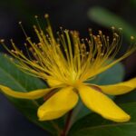 New Hypericum Species Discovered in Southwest China's Guizhou Province