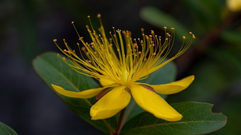 New Hypericum Species Discovered in Southwest China's Guizhou Province