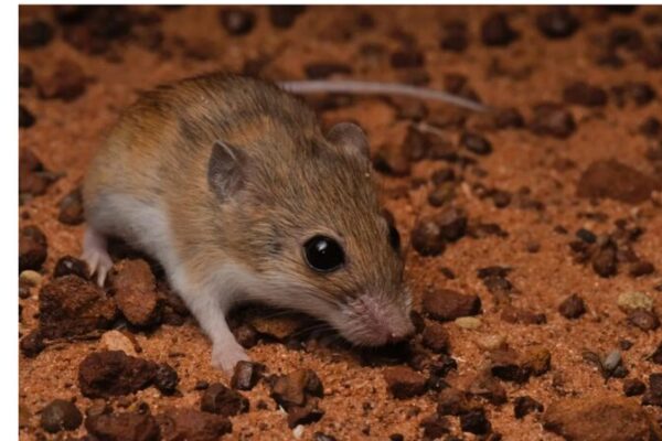 New Native Rodent Species Discovered in Australia