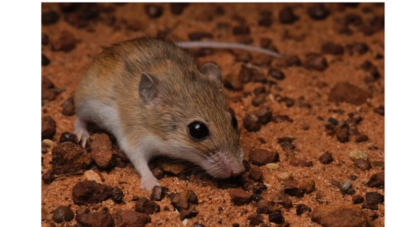 New_Native_Rodent_Species_Discovered_in_Australia - Khabar Asia New Native Rodent Species Discovered in Australia
