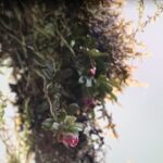 New_Orchid_Species_Discovered_in_Southwest_China_s_Giant_Panda_Habitat