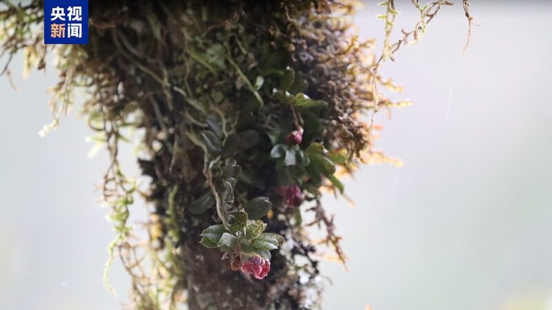 New_Orchid_Species_Discovered_in_Southwest_China_s_Giant_Panda_Habitat