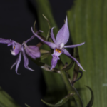 New Orchid Species Discovered in Yunnan's Tongbiguan Nature Reserve