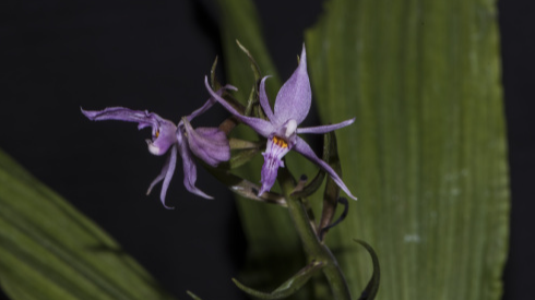 New Orchid Species Discovered in Yunnan's Tongbiguan Nature Reserve