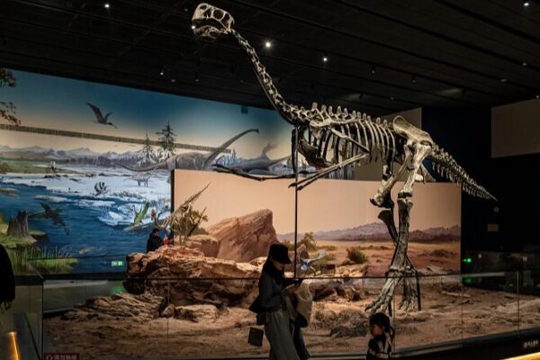 New Paleozoological Museum in Baoding Unveils Ancient Wonders New Paleozoological Museum in Baoding Unveils Ancient Wonders