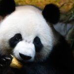 New_Panda_Pair_An_An_and_Ke_Ke_Thrill_Visitors_at_Hong_Kong_s_Ocean_Park