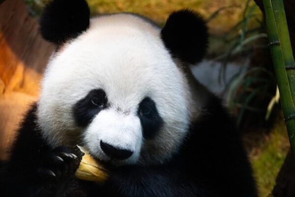 New Panda Pair An An and Ke Ke Thrill Visitors at Hong Kong’s Ocean Park New_Panda_Pair_An_An_and_Ke_Ke_Thrill_Visitors_at_Hong_Kong_s_Ocean_Park