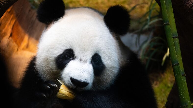 New_Panda_Pair_An_An_and_Ke_Ke_Thrill_Visitors_at_Hong_Kong_s_Ocean_Park - Khabar Asia New_Panda_Pair_An_An_and_Ke_Ke_Thrill_Visitors_at_Hong_Kong_s_Ocean_Park