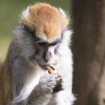 New Patas Monkeys from Poland Enrich Hungary's Sosto Zoo