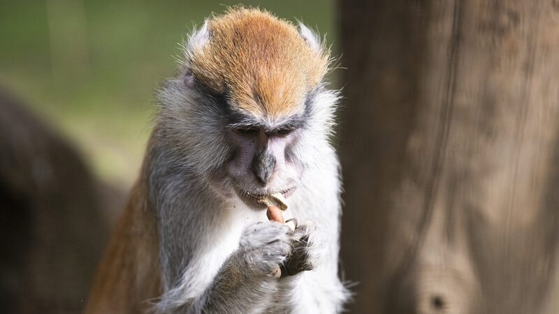 New_Patas_Monkeys_from_Poland_Enrich_Hungarys_Sosto_Zoo - Khabar Asia New Patas Monkeys from Poland Enrich Hungary's Sosto Zoo
