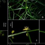New Plant Species Asparagus dabieshanensis Unearthed in China's Dabie Mountains