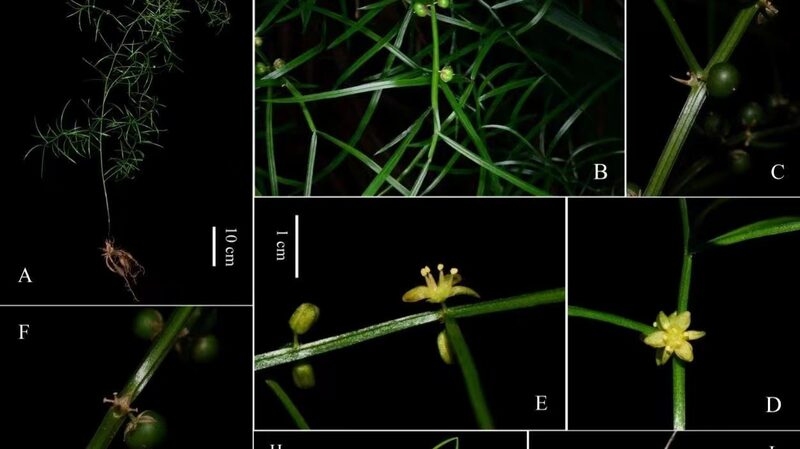 New_Plant_Species_Asparagus_dabieshanensis_Unearthed_in_Chinas_Dabie_Mountains - Khabar Asia New Plant Species Asparagus dabieshanensis Unearthed in China's Dabie Mountains
