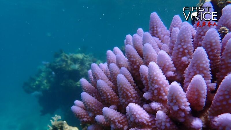 New_Report_Highlights_Ecological_Health_of_Huangyan_Dao