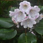 New_Rhododendron_Species_Discovered_in_South_China_s_Guangxi_Region