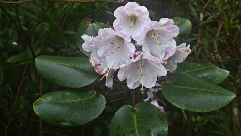 New_Rhododendron_Species_Discovered_in_South_China_s_Guangxi_Region - Khabar Asia New_Rhododendron_Species_Discovered_in_South_China_s_Guangxi_Region