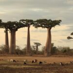 New Study Reveals Evolutionary Secrets of Madagascar's Iconic Baobab Trees video poster