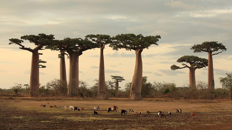 New Study Reveals Evolutionary Secrets of Madagascar's Iconic Baobab Trees video poster