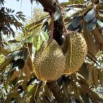 New Tech Partnership Boosts Malaysia's Durian Industry video poster
