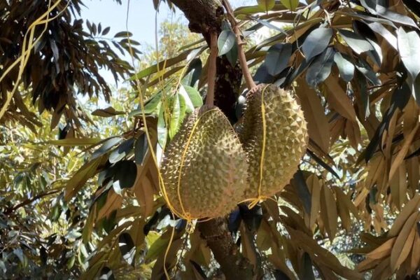 New Tech Partnership Boosts Malaysia’s Durian Industry New Tech Partnership Boosts Malaysia's Durian Industry video poster