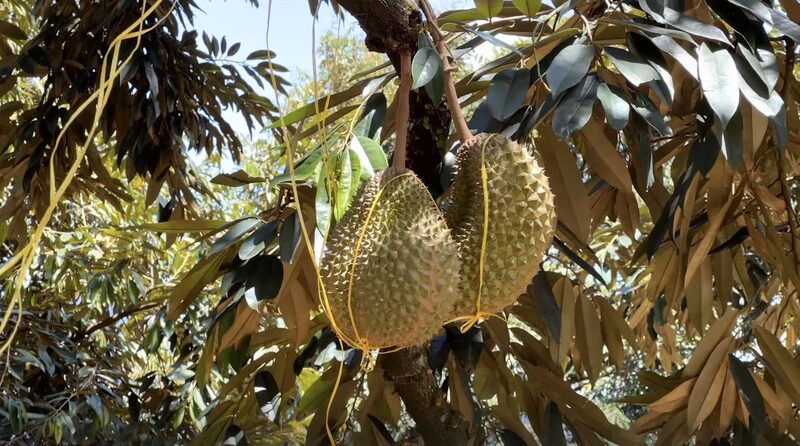 New_Tech_Partnership_Boosts_Malaysias_Durian_Industry_poster - Khabar Asia New Tech Partnership Boosts Malaysia's Durian Industry video poster