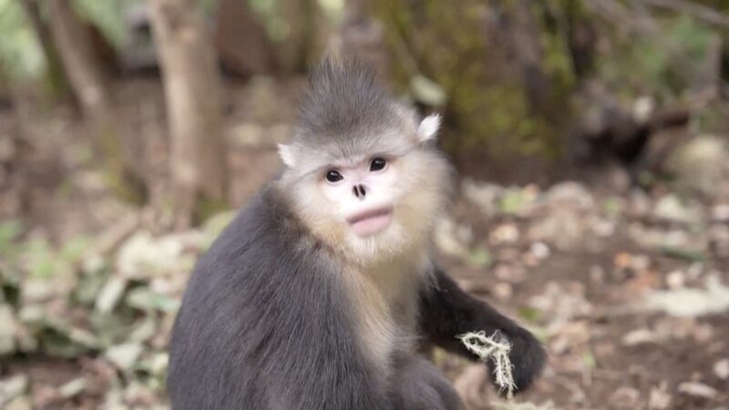 New_Technologies_Aid_Conservation_of_Endangered_Yunnan_Snub_Nosed_Monkeys_poster - Khabar Asia New_Technologies_Aid_Conservation_of_Endangered_Yunnan_Snub_Nosed_Monkeys video poster