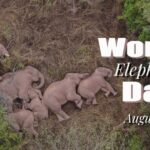 New_Technologies_Foster_Harmony_Between_Humans_and_Elephants_in_Asia