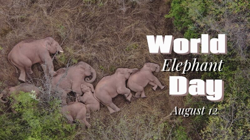 New_Technologies_Foster_Harmony_Between_Humans_and_Elephants_in_Asia - Khabar Asia New_Technologies_Foster_Harmony_Between_Humans_and_Elephants_in_Asia