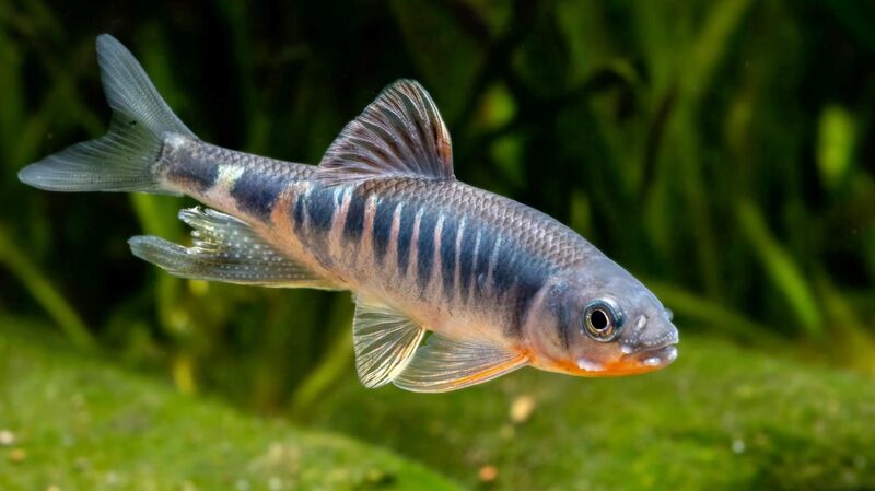 New_Vibrant_Fish_Species_Discovered_in_East_China