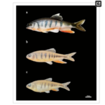 New_Vibrant_Fish_Species_Discovered_in_South_China_s_Pearl_River_Basin