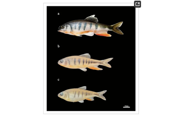 New Vibrant Fish Species Discovered in South China’s Pearl River Basin New_Vibrant_Fish_Species_Discovered_in_South_China_s_Pearl_River_Basin