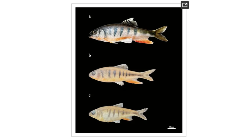 New_Vibrant_Fish_Species_Discovered_in_South_China_s_Pearl_River_Basin