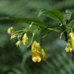 New Yellow Impatiens Species Discovered in Southwest China's Guizhou Province
