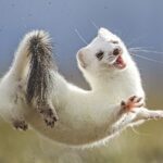 New_Zealand_Researchers_Find_Innovative_Ways_to_Trap_Elusive_Stoats