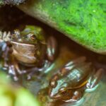 New_Zealand_Wildlife_Faces_High_Risk_of_Climate_Driven_Extinction