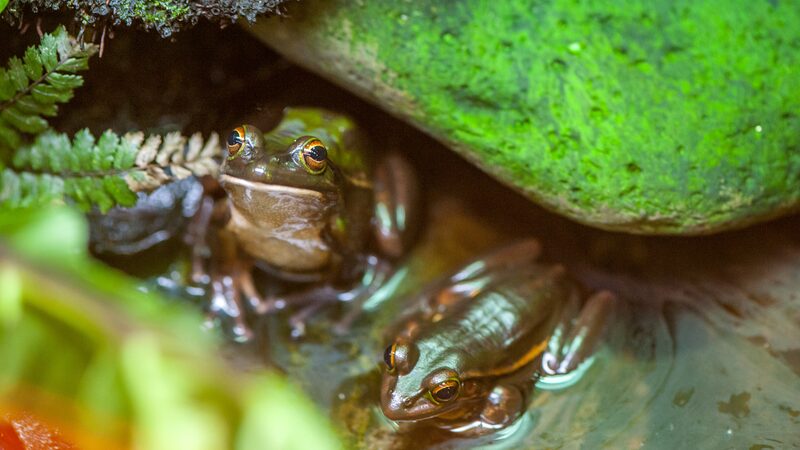 New_Zealand_Wildlife_Faces_High_Risk_of_Climate_Driven_Extinction - Khabar Asia New_Zealand_Wildlife_Faces_High_Risk_of_Climate_Driven_Extinction