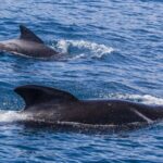 New_Zealanders_Rescue_Over_30_Stranded_Pilot_Whales