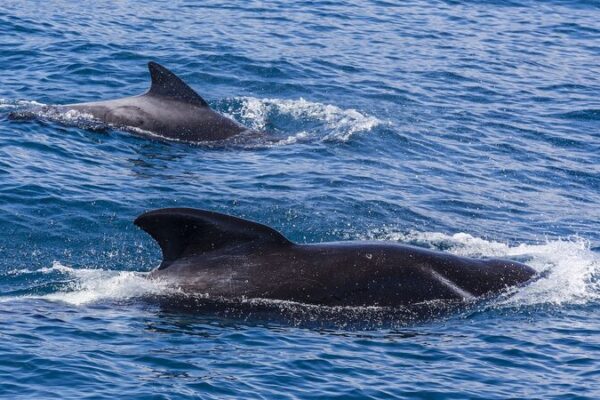 New Zealanders Rescue Over 30 Stranded Pilot Whales New_Zealanders_Rescue_Over_30_Stranded_Pilot_Whales