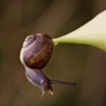 New Zealand's Carnivorous Snails Face Extinction Due to Climate Change