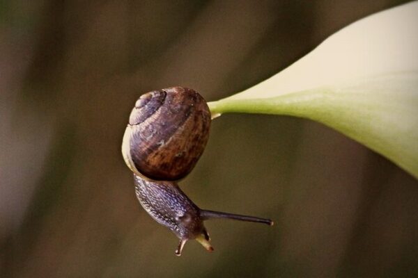 New_Zealands_Carnivorous_Snails_Face_Extinction_Due_to_Climate_Change - Khabar Asia New Zealand's Carnivorous Snails Face Extinction Due to Climate Change