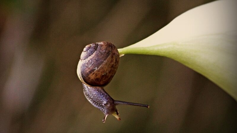 New_Zealands_Carnivorous_Snails_Face_Extinction_Due_to_Climate_Change - Khabar Asia New Zealand's Carnivorous Snails Face Extinction Due to Climate Change